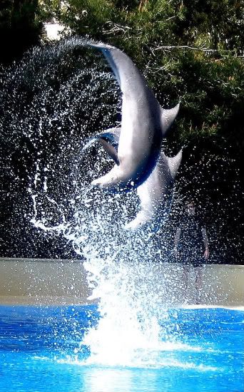 dolphin backflip