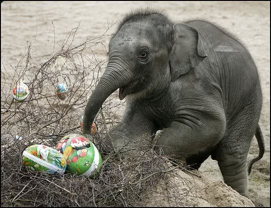 my pet elephant Pictures, Images and Photos