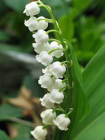 lilly of the valley Pictures, Images and Photos