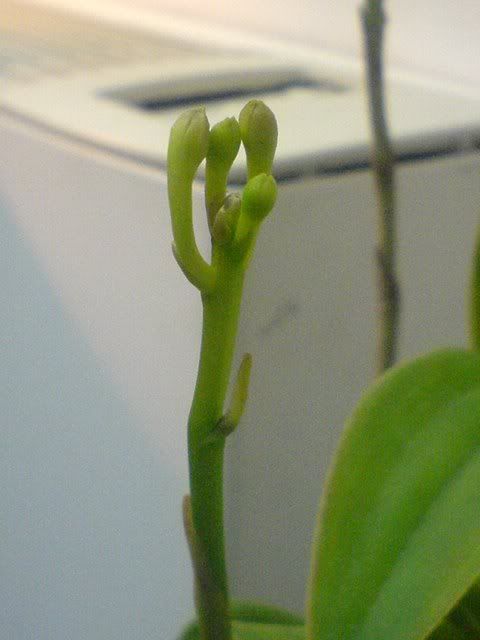 DSC01243.jpg