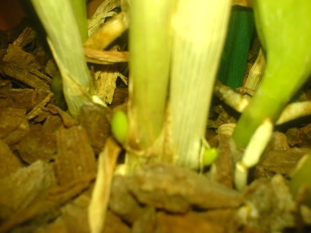 DSC01276.jpg