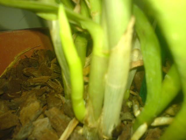 DSC01329.jpg