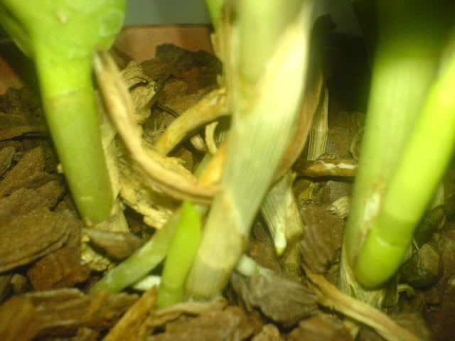 DSC01330.jpg