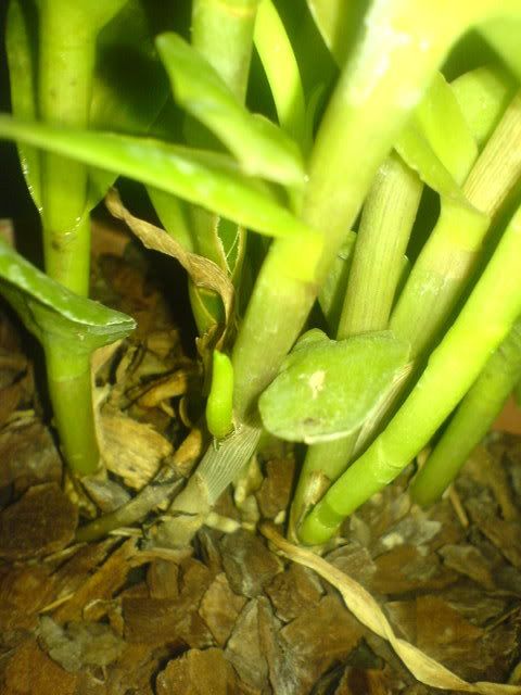 DSC01575.jpg