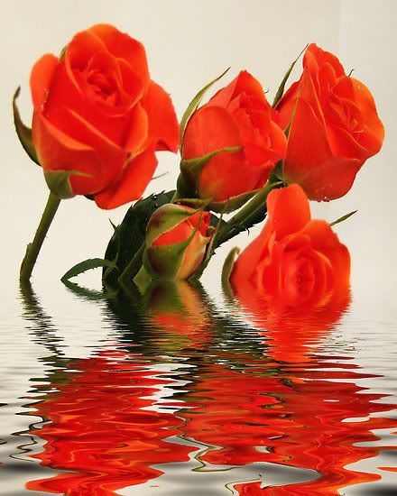 flowers Pictures, Images and Photos