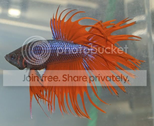 BettaFishImage2.jpg