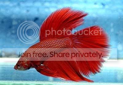 Betta_Fishgh.jpg