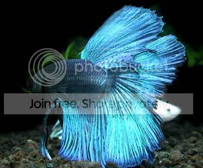 Betta_splendens081.jpg