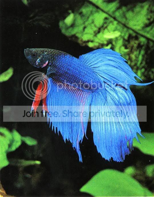 Bettafish-SiameseFightingFish-Close.jpg