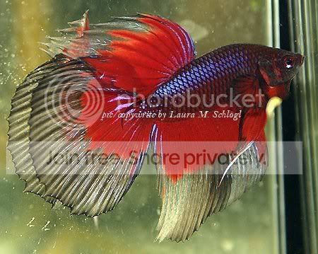 betta-fish-18.jpg