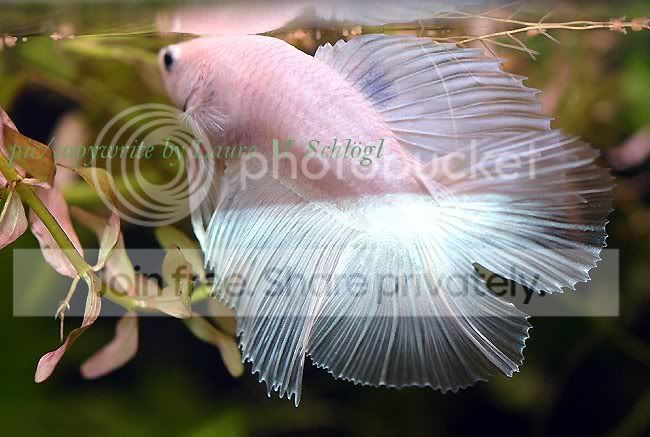 betta-fish-2.jpg