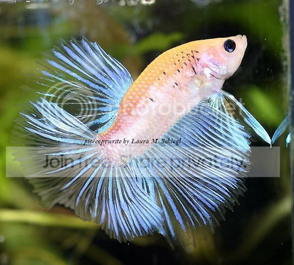 betta-fish-6.jpg