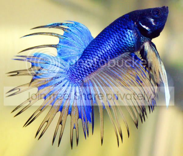 betta_fish.jpg