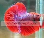 bettafish.jpg