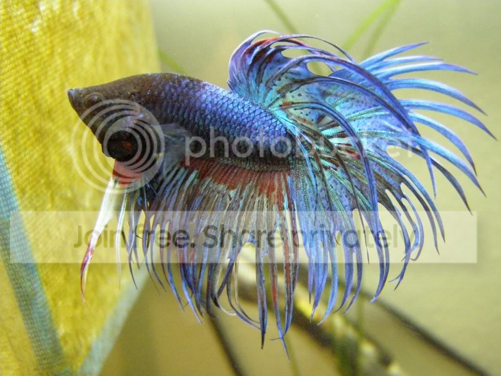 blue_betta_fish_azure.jpg