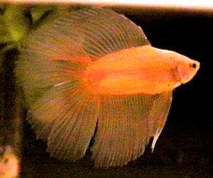 pet-134.gif