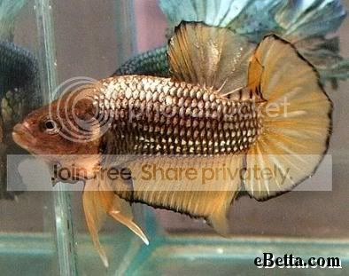 yellow-dragon-betta-fish.jpg