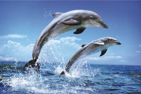 http://i292.photobucket.com/albums/mm27/tanawagganer/Dolphins-poster-l.jpg