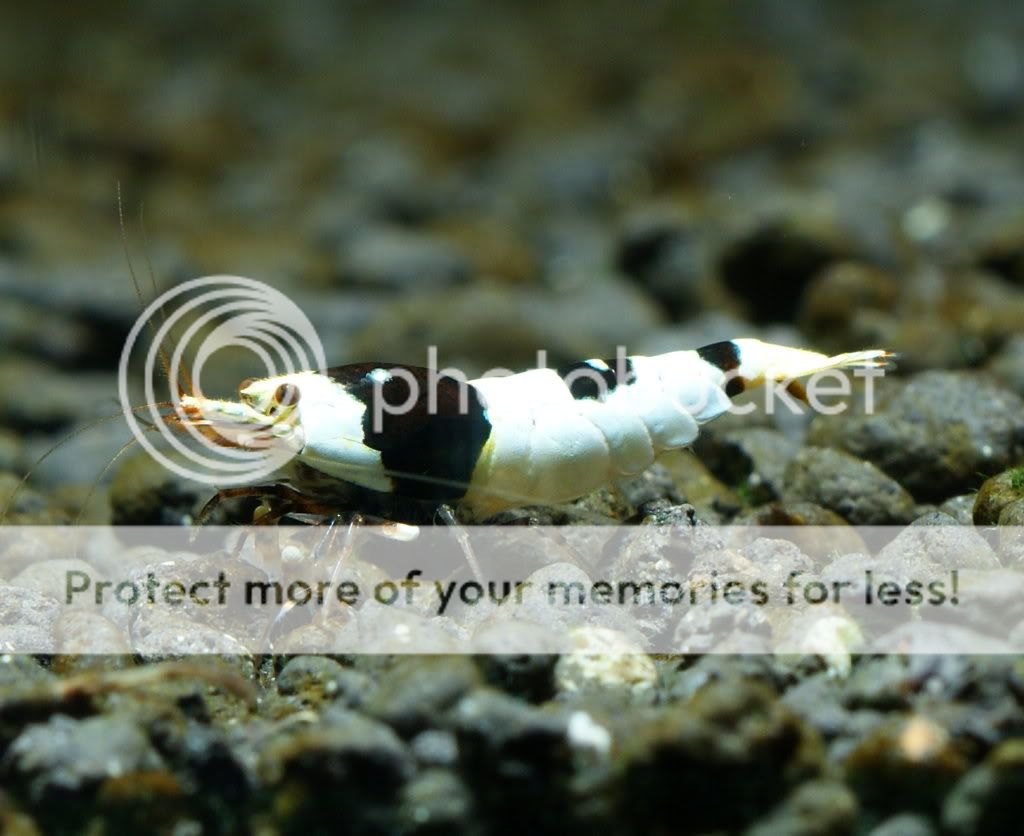 7(一)贴图.^_^ - 《 贴图写真区 》 - 老爹孔雀鱼水族宠物交流网