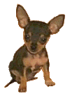 d0e77db7.gif Funny Chihuahua! image by joejonaslover1_02